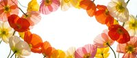 Colorful poppy flowers frame with transparent petals in red, orange, yellow and pink creating elegant border on white background for spring design.