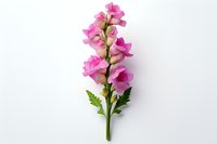 Pink snapdragon flower stem with delicate blooms and green leaves isolated on white background, suitable for botanical illustrations and floral designs.