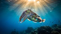 Cuttlefish swimming in crystal clear blue ocean water with dramatic sunbeams streaming from surface above coral reef creating magical underwater scene.