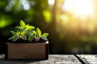 Young green sprouts growing in wooden box against blurred natural background with sunlight, symbolizing growth, new beginnings and sustainability.