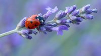 Red ladybug crawling on purple lavender flower spike with soft blurred background. Natural macro photography of beneficial garden insect pollinator.
