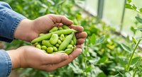 Fresh green peas held in hands at harvest time in vegetable garden. Farmer picking organic legumes for cooking and nutrition.