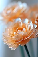 Delicate peach-colored flower with layered petals in soft focus, creating dreamy atmosphere against blurred background. Natural light enhances translucent petal texture.