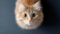 Adorable fluffy kitten with big golden eyes and striped fur looking directly at camera against dark background for pet care and animal lover content.
