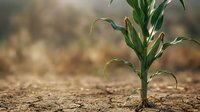 Young corn seedling growing in dry, cracked soil during drought conditions, suitable for agriculture, environmental, and sustainability-related projects.