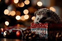 Adorable hedgehog sitting on festive gift box with warm bokeh lights creating magical holiday atmosphere for seasonal greeting cards and decorations.