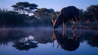 Greater kudu antelope drinking at waterhole during twilight with perfect reflection in still water creating mirror image in African savanna landscape.