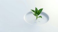 Isolated green plant with fresh leaves in white round dish on neutral background, suitable for web design, marketing materials, and botanical content.