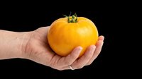 Ripe yellow tomato held in open palm of hand isolated on transparent background, ready for clipart, t-shirt design, print-on-demand products, stickers, and sublimation projects.