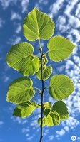 Young linden tree branch with fresh green leaves backlit against blue sky with white clouds, showing leaf veins and natural spring growth for nature and botanical use.