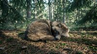 Young brown bear cub resting peacefully on forest floor among pine needles in natural woodland habitat during daytime.