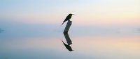Bird silhouette reflected in calm water during golden hour sunset with pastel sky colors creating peaceful minimalist nature scene for meditation wellness content.