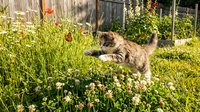 Tabby cat playing and jumping in overgrown garden with wildflowers and wooden fence in background on sunny day.