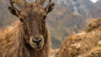 Wild mountain goat with curved horns looking directly at camera in natural rocky habitat with blurred mountainous landscape background.