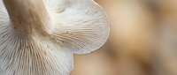 Fresh oyster mushroom with detailed gills showing natural texture and organic patterns for culinary and food photography applications.