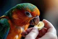 Close up view of colorful sun conure parrot eating banana from human hand against blurred background, showing detailed feathers and beak in macro photography.