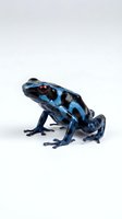 Poison dart frog with vibrant blue and black coloring isolated on white background, suitable for wildlife education, nature design projects, and amphibian research materials.