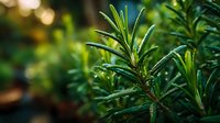 Fresh rosemary herb growing in garden with morning dew drops on green aromatic leaves for culinary cooking and natural seasoning applications.