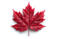 Red maple leaf with detailed veins isolated on white background for autumn seasonal designs and nature projects.