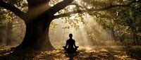 Person meditating in lotus position under ancient tree with golden sunlight streaming through branches creating peaceful spiritual atmosphere.