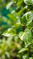 Fresh green leaves with morning dew drops in natural sunlight creating vibrant botanical background for wellness and nature concepts.
