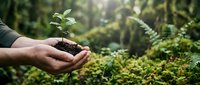 Hands holding young seedling with soil in lush forest environment, symbolizing environmental conservation, sustainable growth, and ecological responsibility for nature projects.
