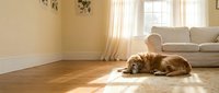 Cozy living room interior with tabby cat resting on warm wooden floor in golden sunlight streaming through window curtains creating peaceful home atmosphere.