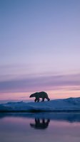 Polar bear silhouette walking on ice floe during arctic sunset with purple pink sky reflected in calm water creating peaceful wildlife scene.