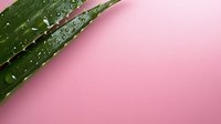 Fresh aloe vera leaf with water drops on pink background, diagonal composition creating modern minimal design aesthetic for wellness and skincare concepts.