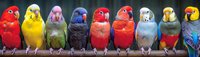 Colorful parakeets and lovebirds perched in row on wooden branch, displaying vibrant feathers in red, yellow, pink, blue and orange plumage against dark background.