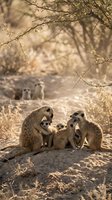 Meerkat family group with babies resting together under acacia tree in warm golden sunlight on sandy ground in natural desert habitat during daytime.