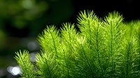 Fresh green horsetail stems growing in natural environment with soft bokeh background and morning sunlight creating magical forest atmosphere.