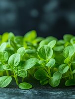 Fresh green microgreens with tender leaves growing on dark background, macro shot showing detailed leaf texture and vibrant natural color. Suitable for healthy eating concepts.