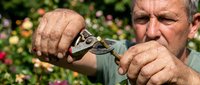 Mature male gardener holding pruning shears with focused expression in blooming flower garden background, professional horticulture and landscaping work.