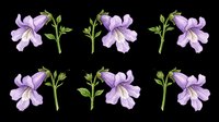 Lavender purple flowers with green stems isolated on transparent background, ready for t-shirt designs, clipart, stickers, sublimation and print-on-demand projects.