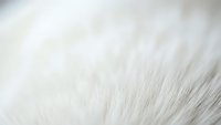 White animal fur texture close-up with soft natural fibers creating abstract background for luxury fashion and textile design projects.
