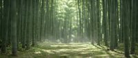 Serene bamboo forest pathway with dappled sunlight filtering through tall green stalks creating peaceful natural corridor for meditation and wellness concepts.