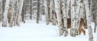 White-tailed deer standing among birch trees in a snowy winter forest, blending into the pale bark and deep snow landscape.