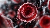 Microscopic view of red blood cells in human circulatory system showing detailed cellular structure for medical education and healthcare research applications.