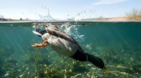 Duck diving underwater in clear lake with splash above surface showing aquatic bird behavior and natural swimming motion in freshwater environment.