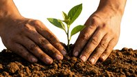 Hands of a South Asian man planting a green seedling in rich dark soil, symbolizing growth, sustainability, and environmental care.