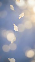 Delicate white feathers floating gracefully through soft blue sky with dreamy bokeh light effects creating peaceful ethereal atmosphere for meditation concepts.
