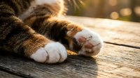 Close-up of tabby cat paws with white mittens resting on wooden deck in warm golden sunlight creating peaceful domestic pet moment for relaxation themes.