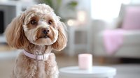 Adorable curly-haired poodle mix dog sitting indoors with collar, fluffy coat and sweet expression in modern living room setting for pet care content.