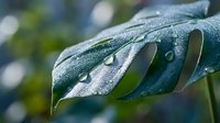 Fresh green leaf with morning dew drops in natural sunlight creating peaceful botanical atmosphere for wellness and nature themes.