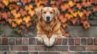 Golden retriever dog resting paws on brick wall with vibrant autumn ivy leaves creating colorful seasonal background, looking directly at camera with gentle expression.