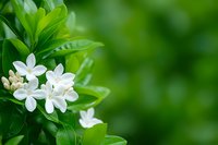 Delicate white orange jasmine flowers blooming against vibrant green foliage background, soft focus nature composition creates serene botanical mood.
