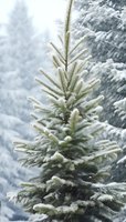 Snow-covered evergreen pine tree with frost-dusted branches against blurred winter background, capturing serene seasonal atmosphere in nature.