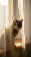 Tabby cat peeking through sheer curtains by window with natural sunlight, ideal for pet, home decor, and lifestyle content.