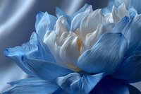 Delicate blue and white lotus flower in bloom, with soft petals creating a dreamy, ethereal atmosphere against a smooth blue background.